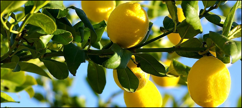 Uzbek farmers offered lemon trees and chickens