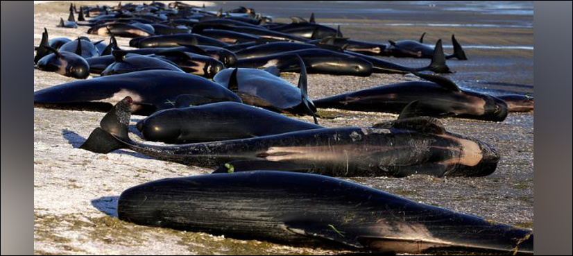 New Zealand warns of exploding whale carcasses after mass stranding