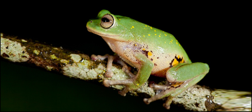 Scientists find new miniature frog species in India