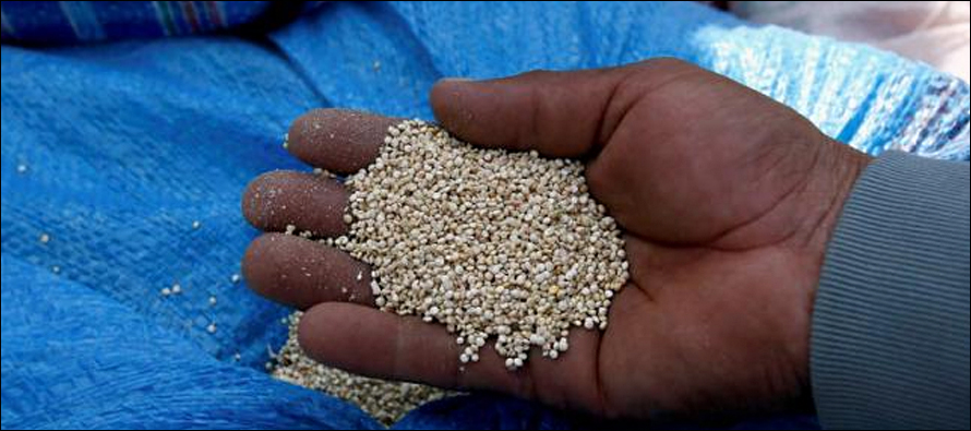 Genetic study may make ancient Incas quinoa a grain of the future