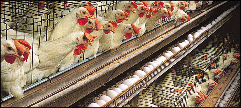 UAE lifts 8-year-old ban on import of poultry products from Pakistan