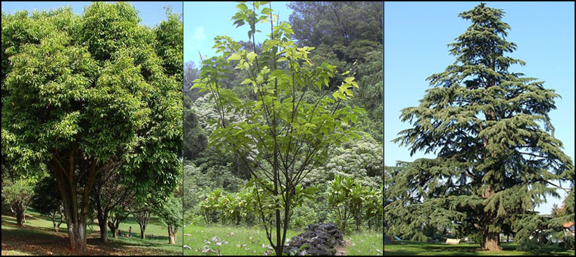 Green Pakistan tree planting campaign to be inaugurated on Feb 9