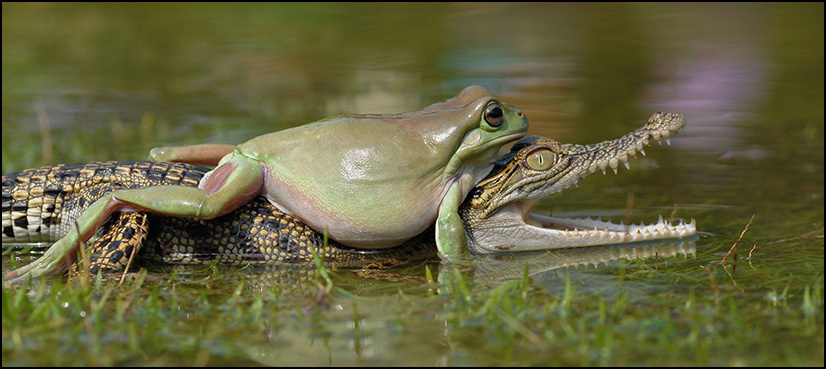 Photographer captures stunning image of frog ‘wrestling’ with croc