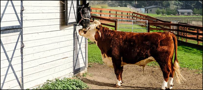VIDEO: Steer and horse form an unlikely friendship at Californian farm