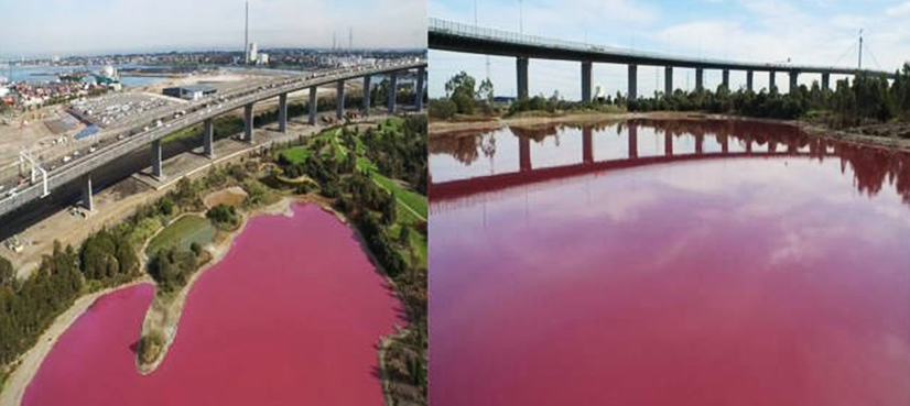 Australian lake turns vivid pink