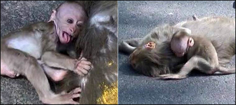 VIDEO: Heartbroken baby monkey cries after mother ‘knocked to death’ by a car