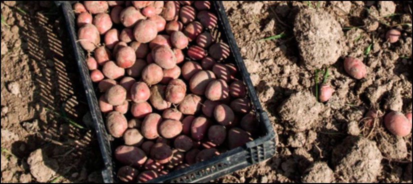 Scientists grow potato under Mars-like conditions