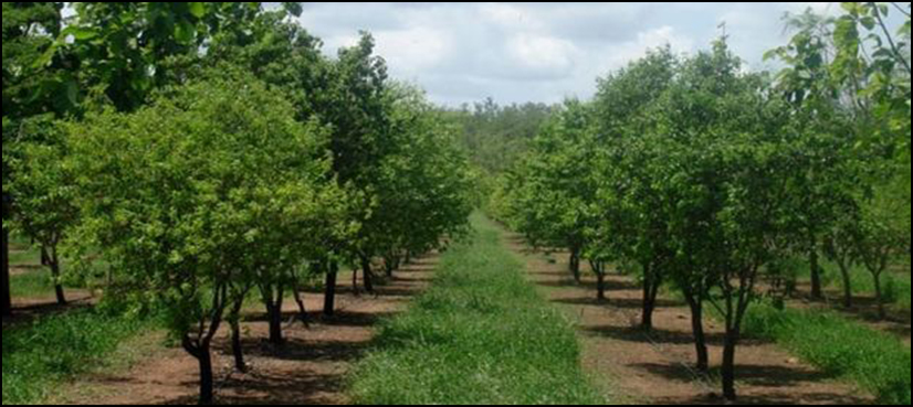 'Billion tree tsunami' surges across northern Pakistan