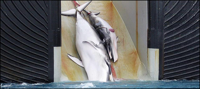 Japan kills 333 whales in annual Antarctic hunt