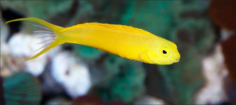 Venom of tiny fish could lead to new pain treatments