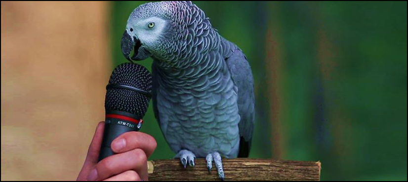 WATCH: This parrot can bark like a dog, make any sound you want