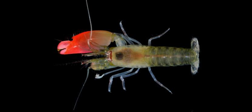 New sonic blast shrimp named after Pink Floyd