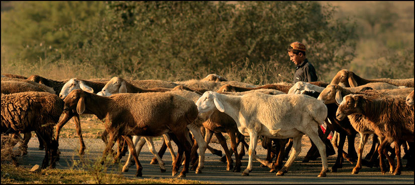 Speeding truck kills 80 sheep in Sialkot road mishap