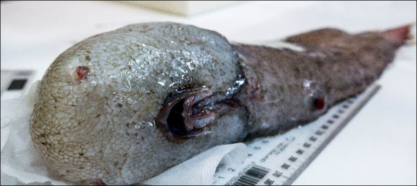 Faceless fish among weird deep sea Australian finds