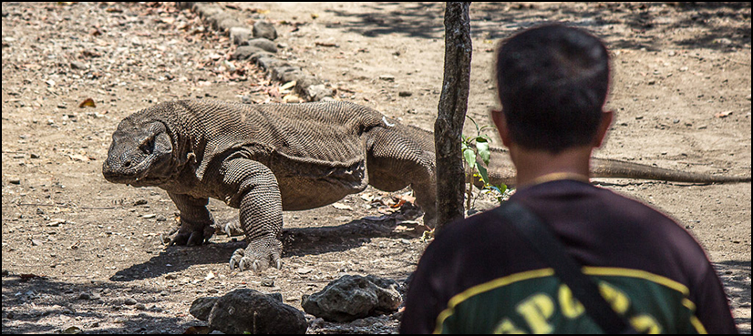 Tourist injured in rare Komodo dragon attack in Indonesia
