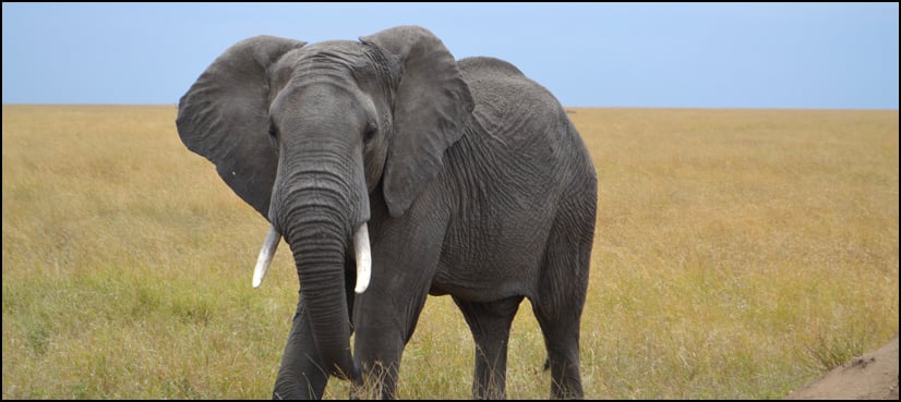 PHC takes up elephant import case, seeks detailed report