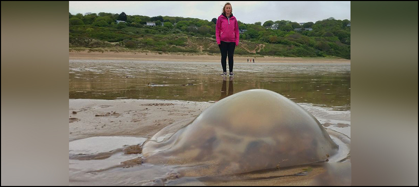 ‘Mega swarm’ of jellyfish washes up on UK beaches