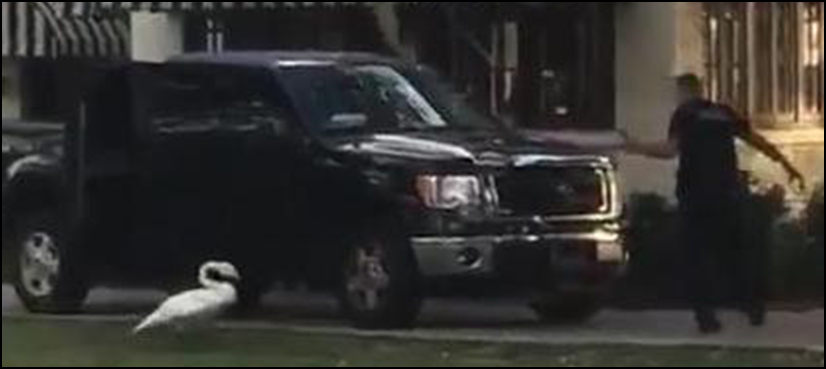 VIDEO: ‘Aggressive’ swan forces Florida cop to run away
