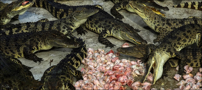 Thailand: Home to some of world's biggest crocodile farms