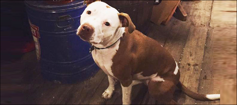 Dog elected mayor of Kentucky town for the fourth time