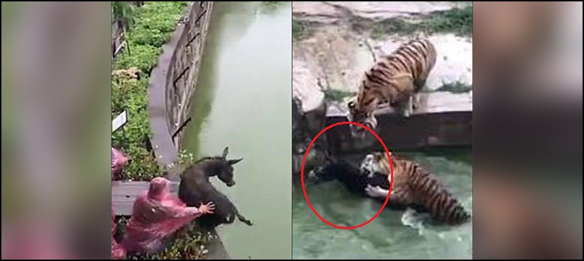 Zoo staffers feed live donkey to four tigers in shocking video