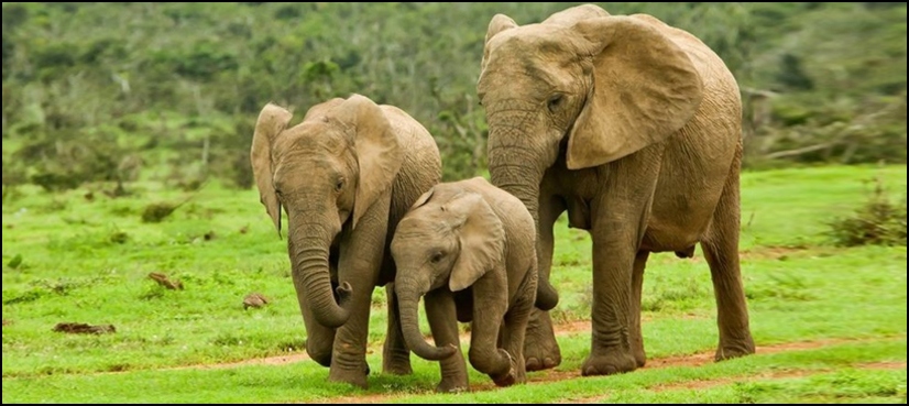 Ban on sending wild elephants to zoos a step closer
