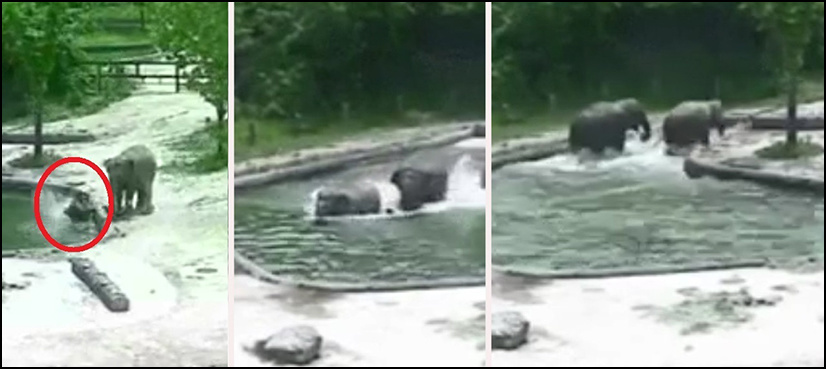 Incredible footage shows elephant family saves drowning calf
