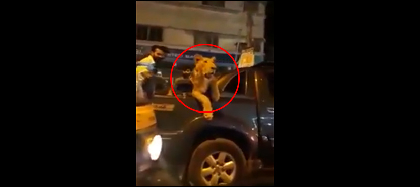 VIDEO: Man arrested for driving with lion on Karachi streets