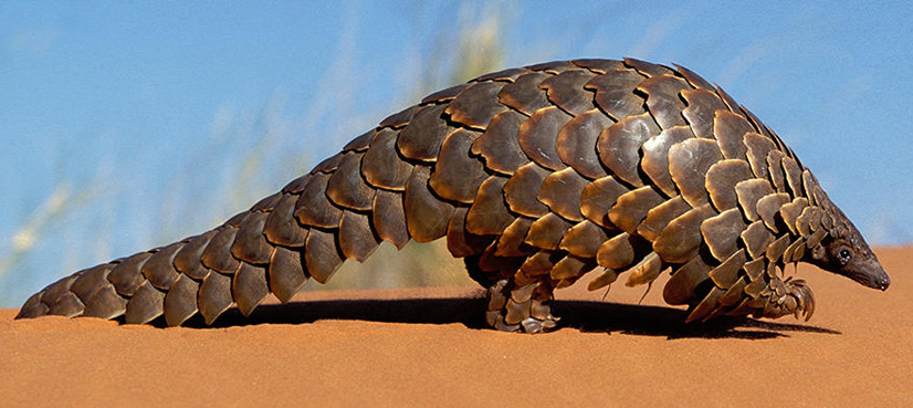 Indonesia seizes pangolins, scales worth $190,000
