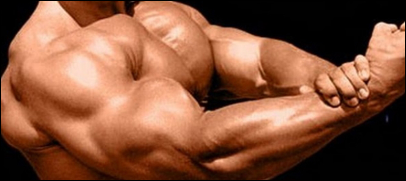 Foods to build muscles