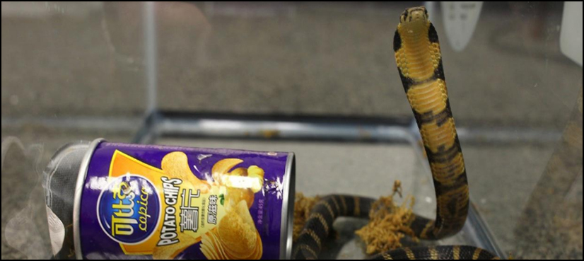 L.A. man accused of smuggling king cobras in potato chip cans
