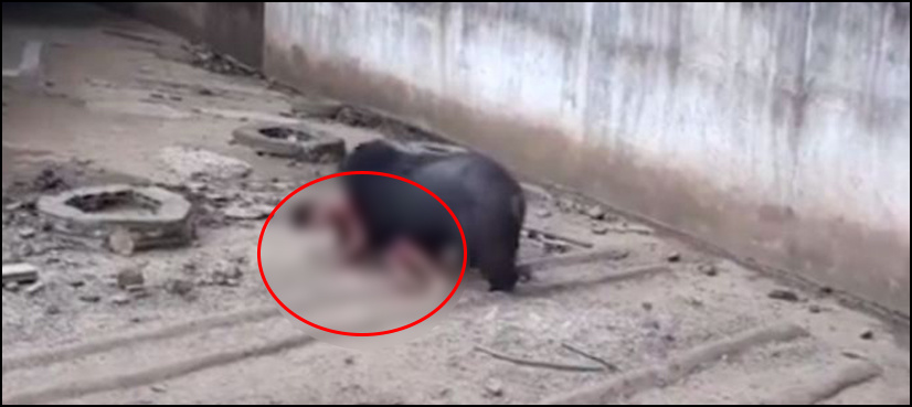 VIDEO: Bear brutally attacks man after he tries to 'tease' it with food