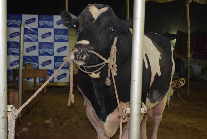 KARACHI: 60 cattle die after eating poisonous fodder