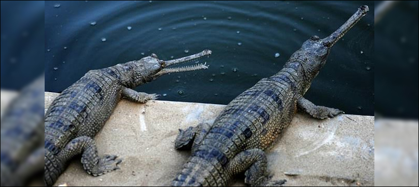 Bangladesh hopes to rekindle passion to save rare crocodiles
