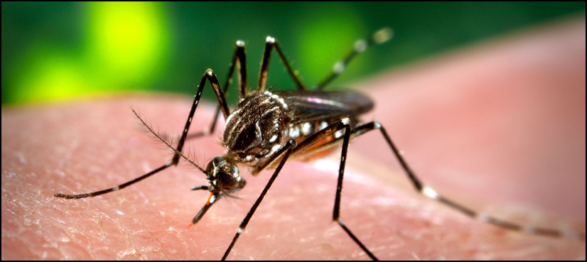 Dengue larvae found in 224 parts of Rawalpindi