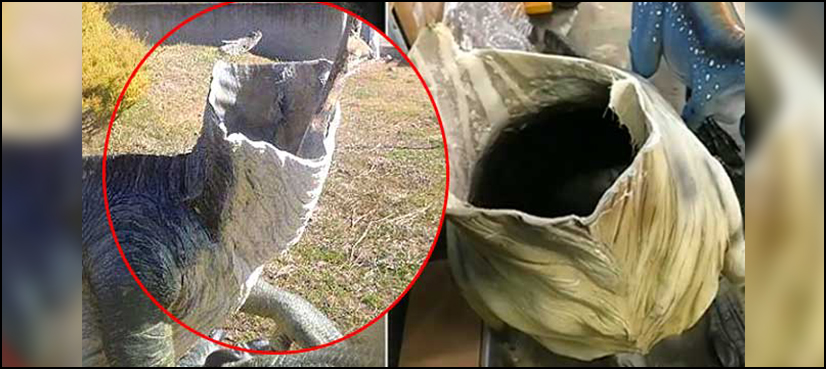 Dinosaurs found beheaded at Australian museum