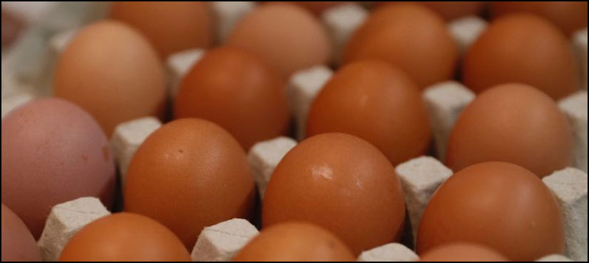 Tainted-eggs scandal reaches Italy