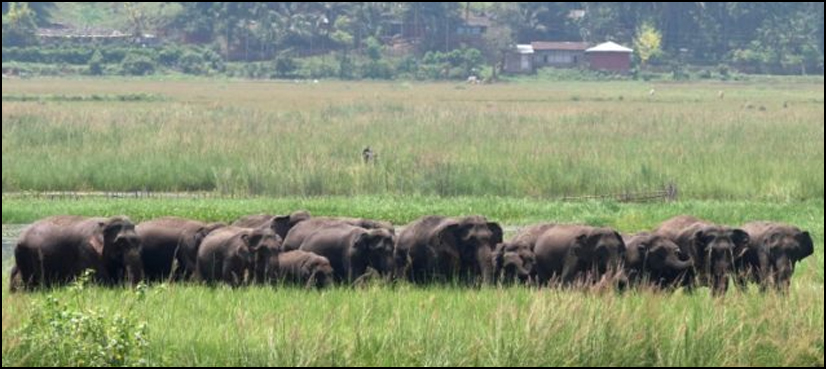 Shoot-to-kill: India hunts serial killer elephant