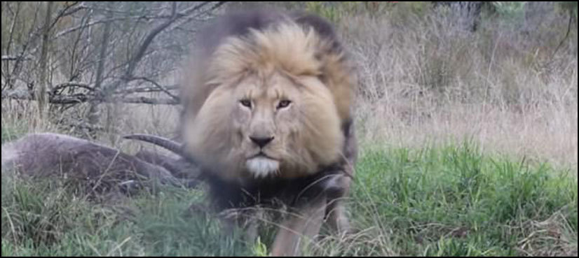 WATCH: Lion charges at a photographer at Lahore park
