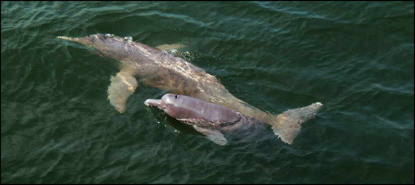Nearly 400 new species discovered in Amazon