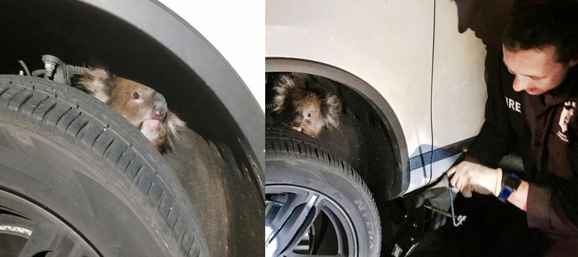 Koala survives 16 km drive trapped under 4WD