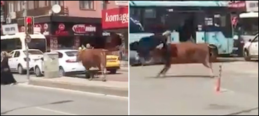 VIDEO: Terrifying footage of bull goring woman on street