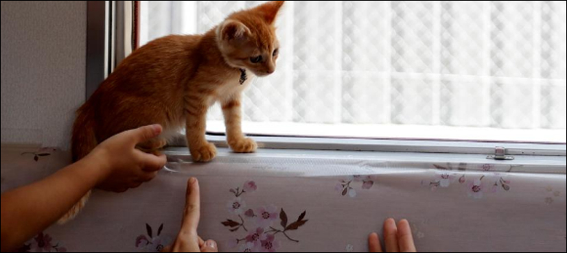 Cats on a train! Japan railway lets felines roam to raise awareness of strays