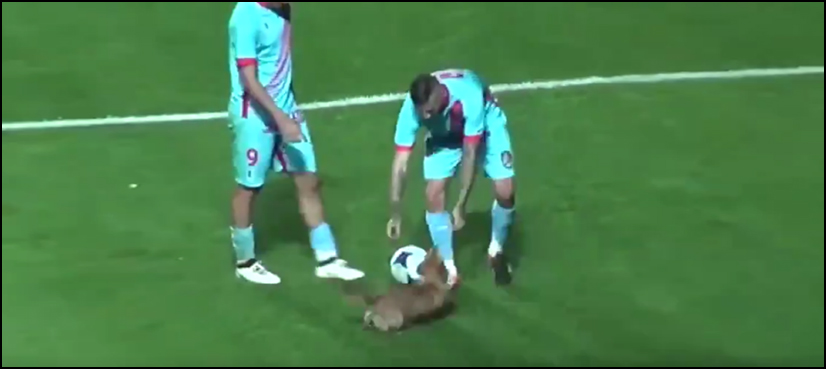 Athletic dog 'cutely' interrupts Argentinian soccer game