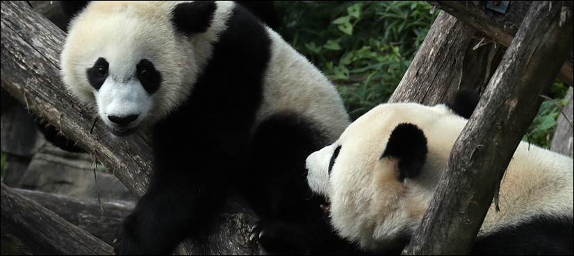 Pandas rebounding, but their habitat isn't: study