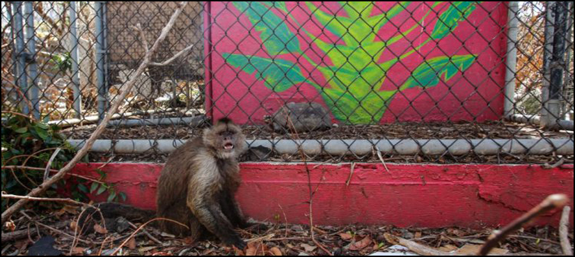Looters steal rare animals from zoo destroyed by Hurricane Irma