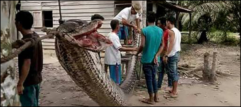 In pictures: 25-foot python attacks man before being eaten by villagers