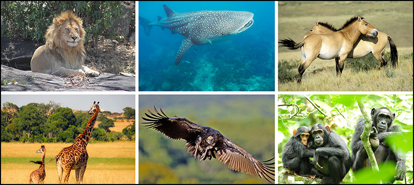 Lions, chimps, sharks get added protection under UN convention