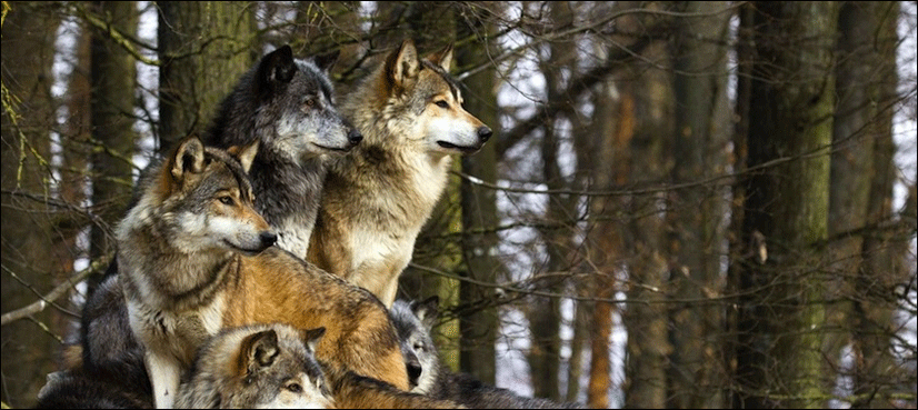 'Saint or devil': return of wolf stirs debate in Europe