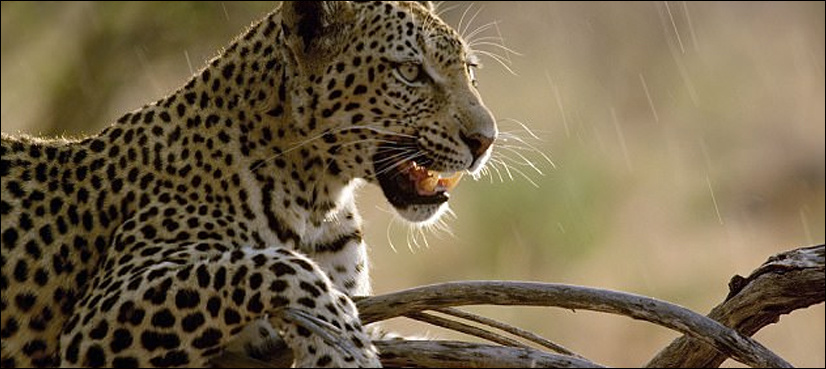 Two people injured in leopard attack in Murree suburb